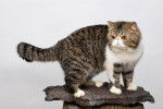 Photo Exotic Shorthair