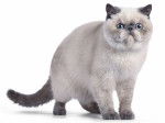 Photo Exotic Shorthair