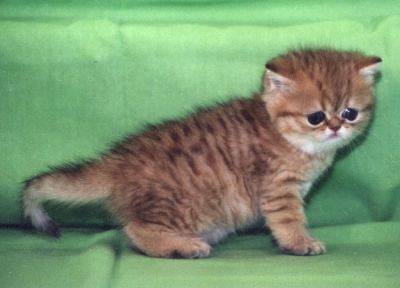 Exotic Shorthair - Exotic Shorthair