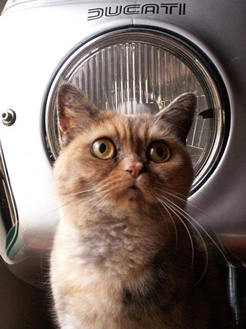 rex devon x persan ossa - Exotic Shorthair