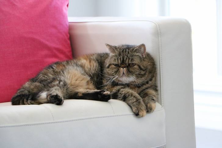 L’Exotic Shorthair - Exotic Shorthair