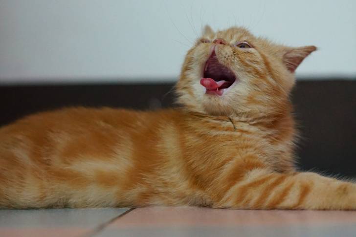 Exotic Shorthair - Exotic Shorthair