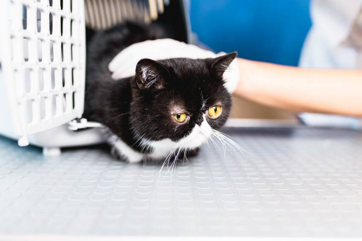 Photo Exotic Shorthair