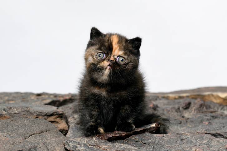 Photo Exotic Shorthair
