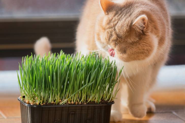 Photo Exotic Shorthair