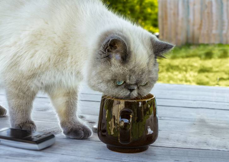 Photo Exotic Shorthair