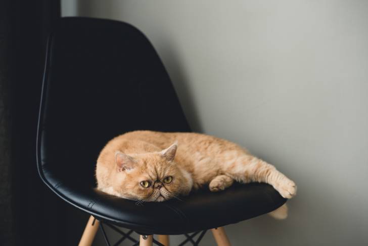 Photo Exotic Shorthair