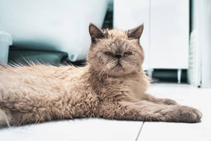 Photo Exotic Shorthair