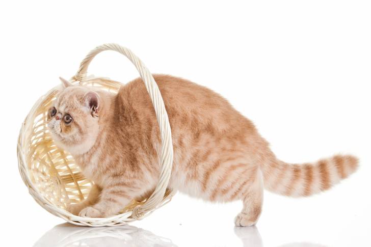 Photo Exotic Shorthair