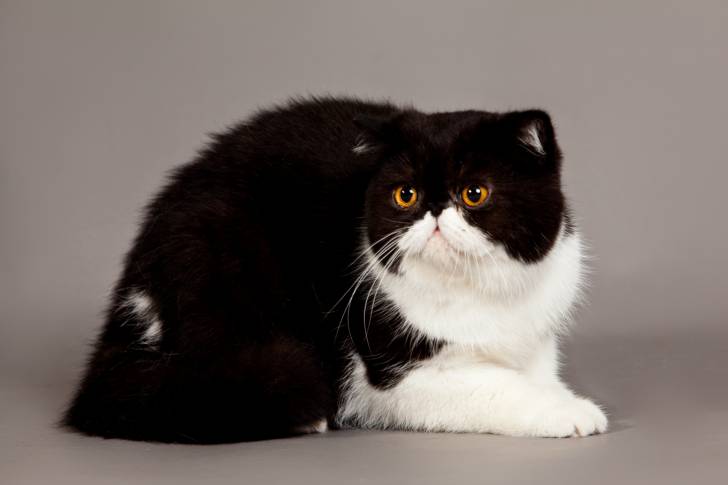 Photo Exotic Shorthair
