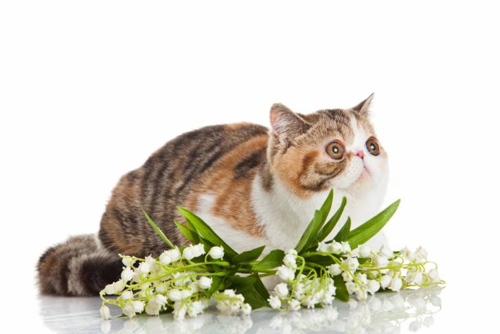Photo Exotic Shorthair