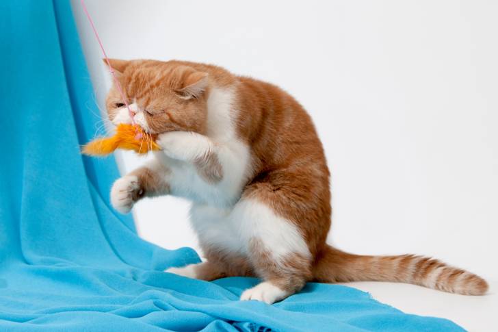 Photo Exotic Shorthair