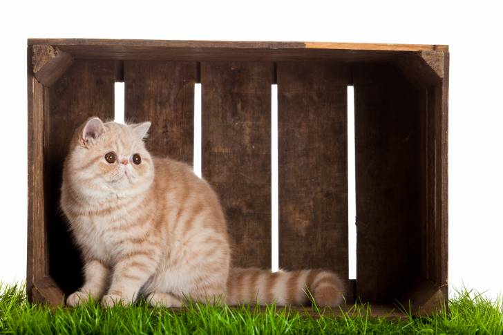 Photo Exotic Shorthair