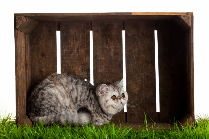 Photo Exotic Shorthair