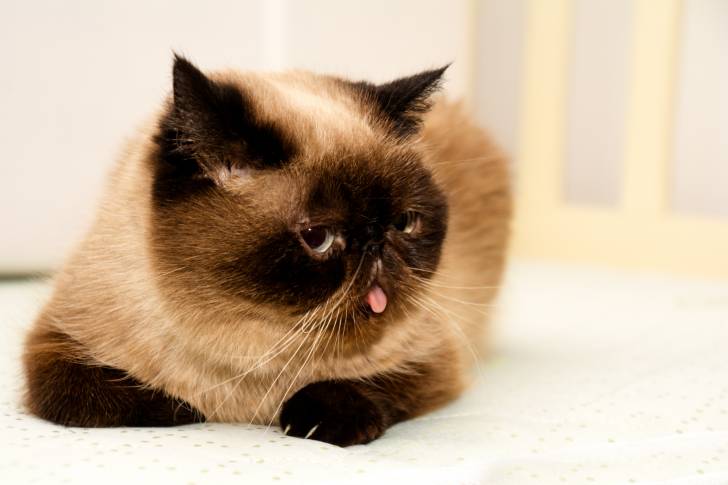 Photo Exotic Shorthair