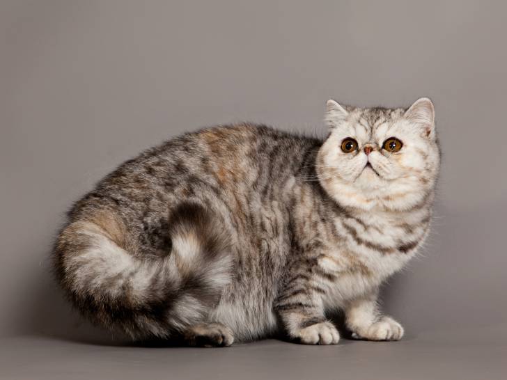 Photo Exotic Shorthair
