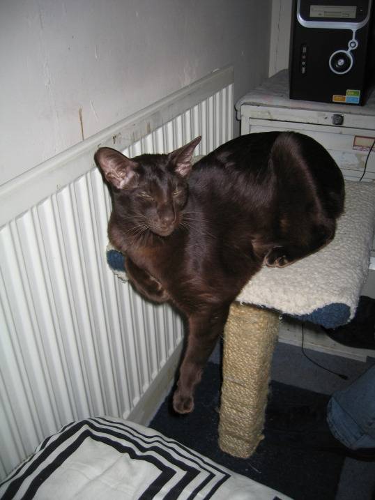 Addison - Havana Brown Mâle