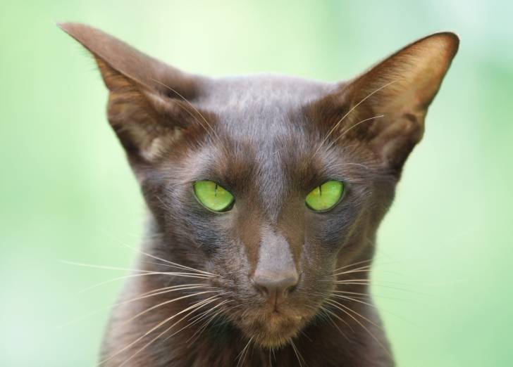 Tête d'un Havana Brown aux yeux verts