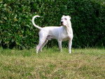 kaiser - Dogue Argentin Mâle (8 ans)