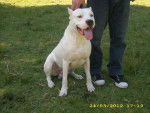 Silver - Dogue Argentin Mâle (5 ans)