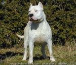 Fox - Dogue Argentin Mâle (5 ans)