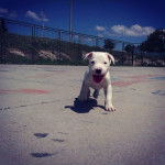 Gémeaux - Dogue Argentin (7 mois)