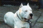 Dogue Argentin - Dogue Argentin