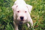 Dogue Argentin - Dogue Argentin