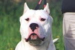 Dogue Argentin - Dogue Argentin