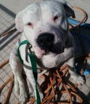 branco - Dogue Argentin Mâle (5 ans)