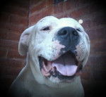 branco :3 - Dogue Argentin Mâle (6 mois)