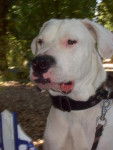 théo Dogue Argentin (Dogo Argentino) - Dogue Argentin