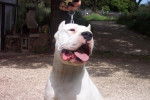 Dogo Argentino STORM - Dogue Argentin (Dogo Argentino) - Dogue Argentin