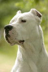 Dogo Argentino IPAJEVA DEL PICADERO - Dogue Argentin