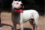 Dogo Argentino STORM - Dogue Argentin