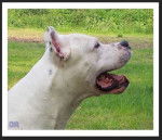 dogue argentin - Dogue Argentin