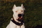 dogue argentin - Dogue Argentin