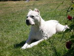 dogue argentin - Dogue Argentin