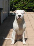 dogue argentin "veïko" - Dogue Argentin