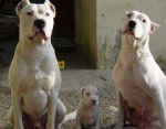 dogue argentin - Dogue Argentin