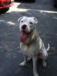 dogo argentino - Dogue Argentin