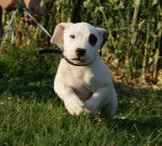 dogue argentin , des larmes du soleil - Dogue Argentin