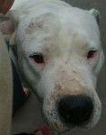 Branco :3 - Dogue Argentin Mâle (6 ans)