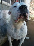 Branco - Dogue Argentin Mâle (7 ans)