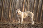 Un Dogue Argentin en promenade dans les bois