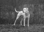 Blanco - Dogue Argentin Mâle (3 ans)