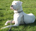 flora - Dogue Argentin (2 ans)