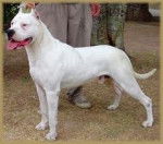 Ripper - Dogue Argentin Mâle (1 an)