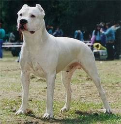 pitbull - Dogue Argentin Mâle (2 ans)