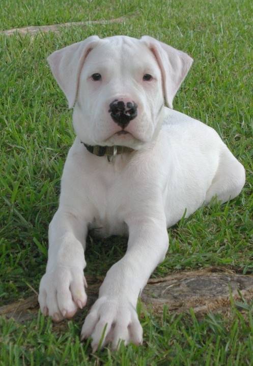 Tyson - Dogue Argentin Mâle (8 mois)